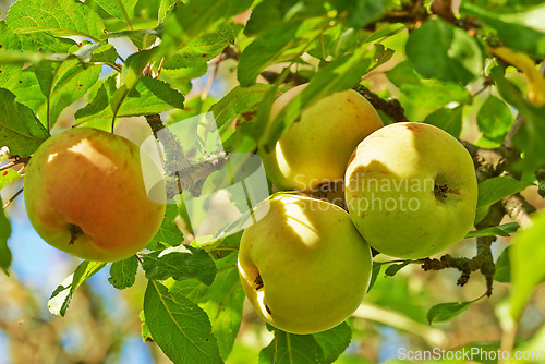 Image of Apple, tree and growth of fruit with leaves outdoor in farm, garden or orchard in agriculture or nature. Organic, food and farming in summer closeup with sustainability for healthy environment