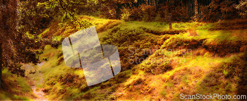 Image of Leaves, forest and moss i autumn environment for fall weather for countryside traveling, foliage or vegetation. Woods, nature and outdoor flora or growth in England park or location, spring or season