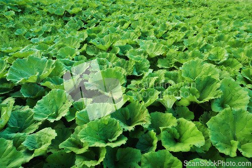 Image of Leaves, ground and closeup of nature plant in countryside environment in woods for ecosystem, park or forest. Petasites, leaf and bushes in Thailand location for sustainability, ecology or greenery