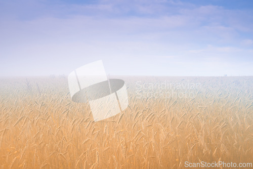 Image of Wheat field, fog and blue sky or nature environment or grain harvesting or crop production, countryside or morning. Grassland, mist and outdoor in rural Thailand for agriculture, business or foliage