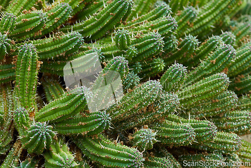 Image of Cactus, plant and closeup in nature environment in desert location or greenery foliage, adventure or outdoor. Succulent, bush and growth on Texas field or exploring scenery or ecology, garden or park