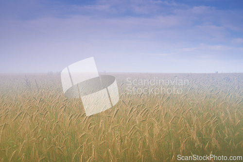 Image of Wheat field, mist and blue sky or nature environment fr grain harvesting or crop production, countryside or morning. Grassland, fog and outdoor in rural area in Thailand, small business or growth