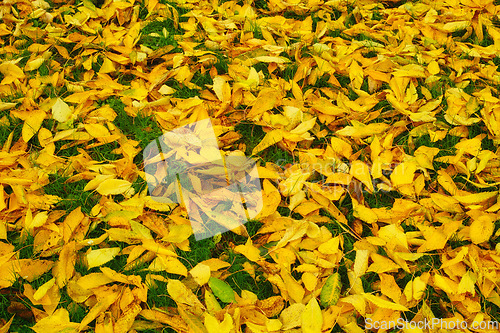 Image of Leaves, ground and autumn weather in nature environment or spring travel or adventure, outdoor or countryside. Plant, park and fall scenery or closeup or woods ecology or exploring, season or foliage