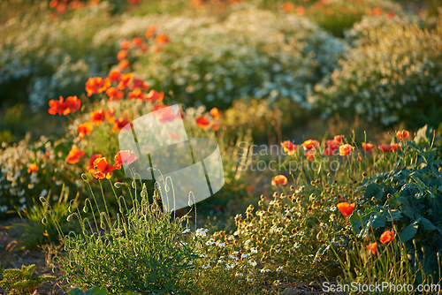 Image of Flowers, field and meadow or nature environment with sunshine greenery in countryside, foliage or vegetation. Land, outdoor and flora bush in England or summer gardening for traveling, park or yard