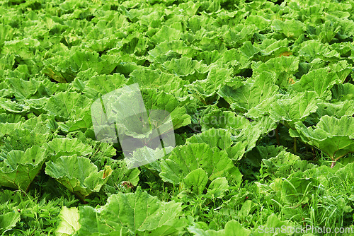 Image of Vegetable, green leaf and agriculture environment in nature or small business production, countryside or sustainable. Gardening, supplier and farming lettuce or organic supply chain, leaves or grow