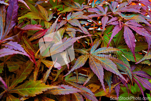 Image of Maple leaves, ground and plant nature in environment park in Japanese garden for travel exploring, tourism or backyard. Leaf, floor and foliage in fall yard for morning gardening, outdoor or ecology