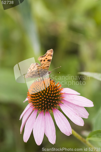 Image of butterfly over echinacea