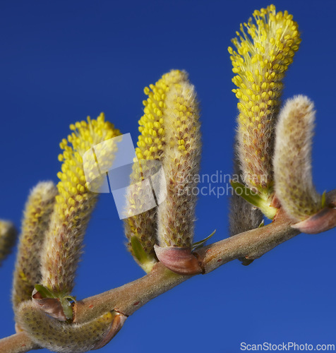 Image of Closeup, tree and willow in spring in nature with leaf, pollen and sprout for ecology in studio on blue background. Salix caprea, foliage or plant with twig, natural growth or botany for food outdoor