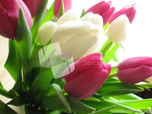Image of Flower, leaf and bouquet for nature and environment with geography on earth. Growth, greenery with tulip and stem in spring for petal, plant and ecology for natural, blossom and bloom in summer