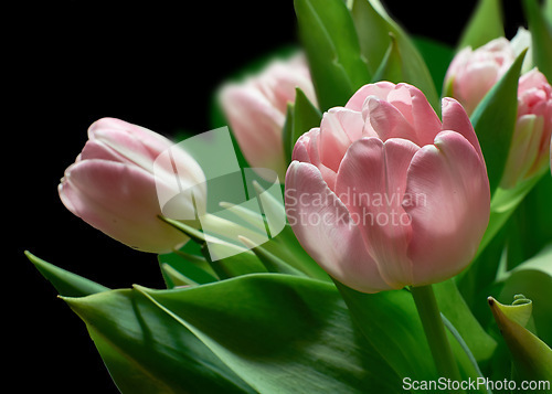 Image of Tulips, bouquet and pink flower with spring plants from garden with floral bunch and leaves. Blossom, petal and green stem in studio with black background and greenery with nature and eco bloom