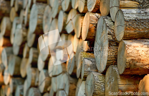 Image of Lumber, wood and outdoor with pile, forest and tree plant with deforestation and timber for firewood supply. Log, nature and woods for construction material and trunk resource of bark for logging