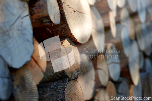 Image of Lumber, wood and closeup with pile, forest and tree plant with deforestation and timber for firewood supply. Log, nature and woods for construction material and trunk resource of bark for logging