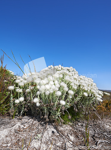 Image of White flowers, growth and bush in nature on a blue sky background for travel, adventure and explore outdoor. Indigenous plants, Fynbos wildflower and landscape on field in South Africa with mock up