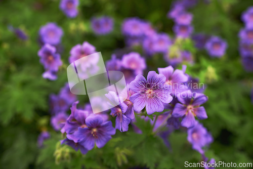 Image of Purple, flowers and garden or landscape for spring with blossom, growth and plants for green outdoor. Beautiful, vibrant and colorful geranium or himalayan cranes bill for background in park or field