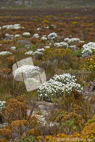 Image of White flowers, field and bush in nature for background of tourism with travel, adventure and explore outdoor. Indigenous plants, Fynbos wildflower and drought landscape in Western Cape, South Africa