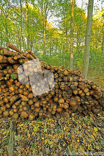 Image of Trees, wood and deforestation with log pile on ground outdoor for industry, manufacturing or production. Nature, environment and path in forest or woods for lumber or logging supply and profession