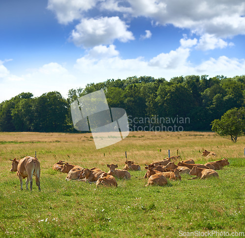 Image of Agriculture, cow and grass in countryside with nature, livestock and field to eat lawn. Animals, farming and landscape with cattle relaxing, sky and trees in spring or summer for outdoor or rural