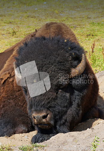Image of Nature, grass and bison on sand at countryside in summer with farm, agriculture and relax in sunshine. Environment, field and animal on ground for meat, sustainable production and ecology on ranch