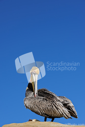 Image of Bird, sand and nature on earth with sky for habitat and ecosystem outdoor. Feathers on animal or pelican in shore and landscape for fly at sea or dock in summer season for tourism on coast by seaside