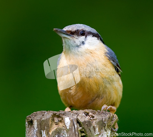 Image of Eurasian nuthatch, nature and tree with bird, balance and feather for rest with macro photograph. Garden, summer and season with closeup, wildlife and ecosystem isolated on branch in environment