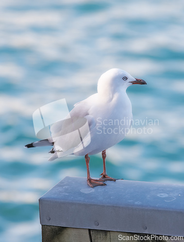 Image of Seagull, outdoor and ocean environment or ecosystem wildlife at coastal sea in habitat for relax, calm or sitting. Bird, feathers and outside in South Africa or animal with wings, perched or water