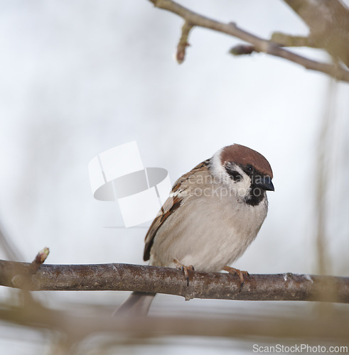 Image of Bird, tree sparrow, wildlife and sky with animal, balance and feather for rest with macro photograph. Garden, autumn and Eurasian closeup in nature and ecosystem isolated on branch in environment