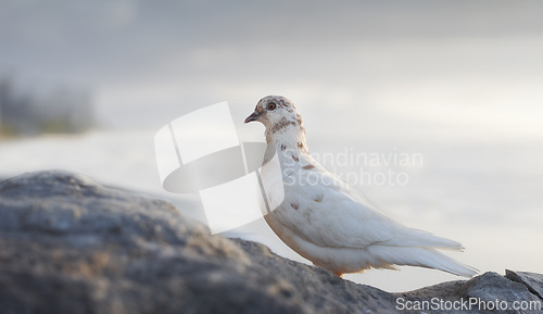 Image of Dove, bird and outdoor at ocean environment or ecosystem wildlife or coastal sea habitat for relax, calm or sitting. Feathers, fowl and outside in South Africa or animal with wings, perched or water