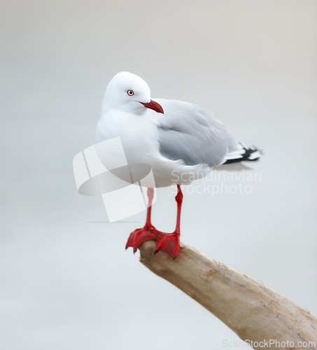 Image of Bird, outdoors and perched on branch, wooden and avian wild animal in natural environment. Seagull, closeup and feathers for gulls native to shorelines, wildlife and birdwatching or birding