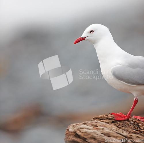 Image of Bird, outdoors and ocean in nature, rocky terrain and avian animal in the wild. Seagull, wildlife and feathers for gulls native to shorelines, sea and closeup of bill for birdwatching or birding