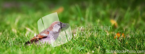 Image of Bird, grass and leaves for nature outdoor in summer for natural environment and ecology in sunshine for fly in park. Sparrow and wings on earth in sunlight for sustainable, wildlife and ecosystem