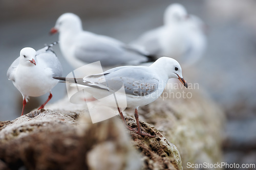 Image of Seagull, outdoor and nature environment on branch together group in ecosystem wildlife or flock, coastal or tree. Birds, feathers and outside in South Africa or animal wings, perched or countryside