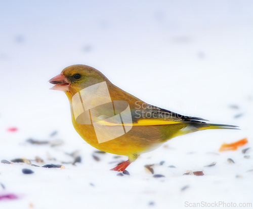 Image of Bird, snow and nature with feather in natural environment for wildlife, ecosystem and fly outdoor. Animals, greenfinch and bills with color in habitat and standing for survival in winter weather