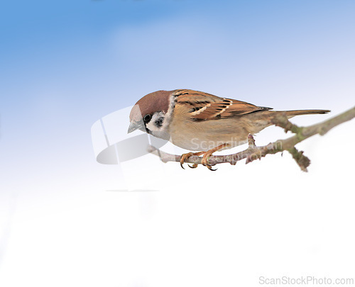 Image of Garden tree sparrow, branch and bird with sky, balance and feather for rest with ornithology. Eurasian, autumn and season with closeup, wildlife and ecosystem alone in outdoor nature environment