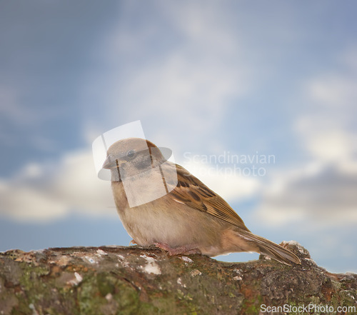 Image of Garden tree sparrow, bird and branch with nature, balance and feather for rest with ornithology. Eurasian, autumn and season with closeup, wildlife and ecosystem alone outdoor on sky in environment