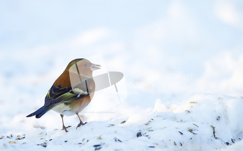 Image of Bird, snow and nature with feather in natural environment for wildlife, ecosystem and fly outdoor. Animal, chaffinch and bill with wing and color in habitat and standing in winter with seed