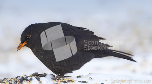 Image of Bird, snow and nature with feather in natural environment for wildlife, ecosystem and fly outdoor. Fluffy and fragile with wing and color in habitat and standing for survival in winter weather