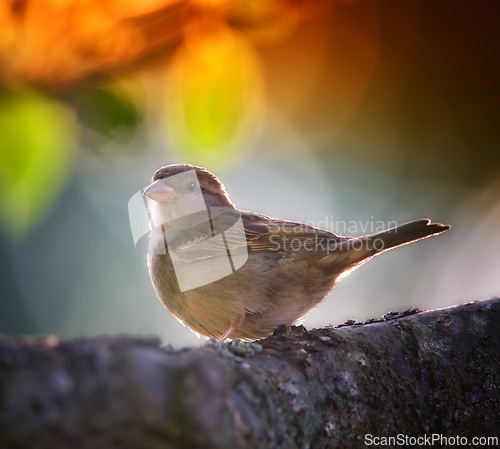 Image of Bird, branch and tree in nature or garden with feather in tranquil environment for summer season to fly in field. Animal, colorful and alone in natural outdoor for flight, wildlife and ecology