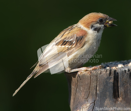 Image of Eurasian tree sparrow, nature and seed with bird, balance and feather for rest with macro photograph. Garden, autumn and season with closeup, wildlife and ecosystem isolated on branch in environment