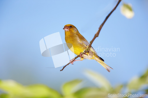 Image of Bird, branch and nature with feather and leaf in natural environment for wildlife, ecosystem and fly outdoor. Animals, greenfinch and spring with wing and standing with color in habitat or garden