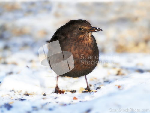 Image of Bird, snow and nature with feather in natural environment for wildlife, ecosystem and fly outdoor. Animals, greenfinch and bill with wing and color in habitat and standing in winter weather with seed