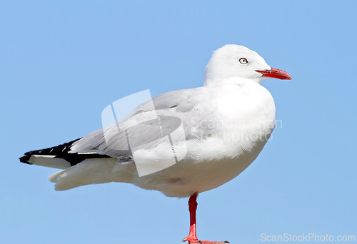 Image of Bird, outdoors and blue sky in nature, flight and avian animal in the wild. Seagull, wildlife and feathers for gulls native for shorelines, sea and closeup of bill for birdwatching or birding