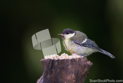 Image of Great tit, garden bird and outdoors in spring time, avian wild animal in natural environment. Close up, nature or wildlife native to United Kingdom, perched or eating on wooden stump for birdwatching