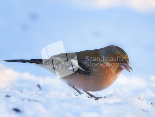 Image of Bird, snow and nature with winter, frost and wildlife for ornithology and birdwatching. Chaffinch, closeup and animal. with feather, wings and ice in habitat outdoor for food and europe fauna