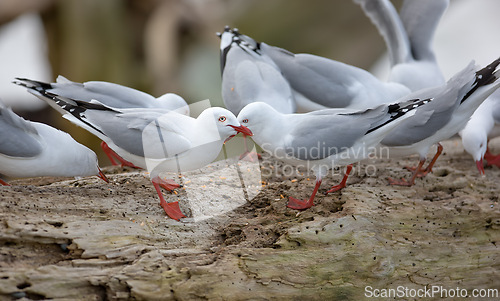 Image of Bird, rock and nature with summer, driftwood and wildlife for ornithology and birdwatching. Redbilled gull, closeup and animal. with feather, wings and fauna in habitat for seagull and new zealand