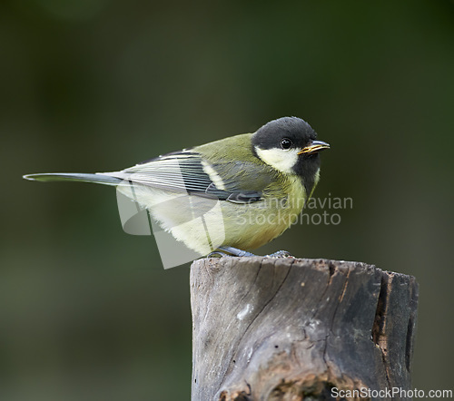 Image of Great tit, bird and outdoors in summer time, avian wildlife in natural environment. Close up, nature or animal native to United Kingdom, perched or resting on wooden stump for birdwatching or birding