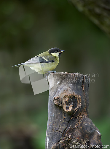 Image of Great tit, song bird and outdoors in spring time, avian wild animal in natural environment. Close up, nature or wildlife native to United Kingdom, perched or resting on wooden stump for birdwatching