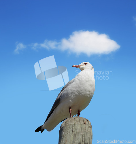 Image of Bird, sky and nature with summer, cloud and wildlife for ornithology and birdwatching. Hartlaubs gull, closeup and animal. with feather, wings and habitat outdoor for seagull and south africa fauna