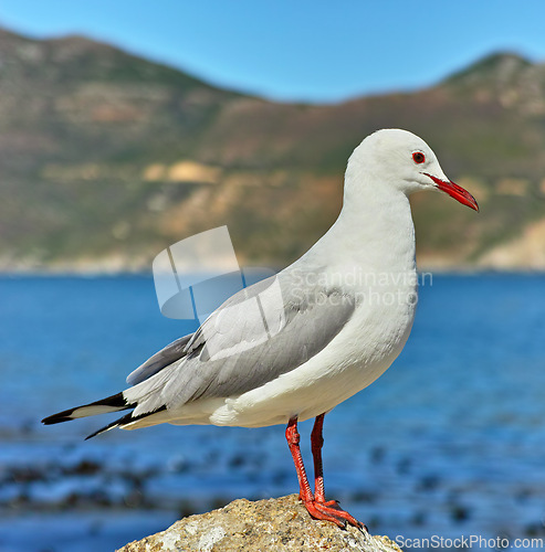 Image of Seagull, outdoor and ocean environment or mountain wildlife at coastal sea in habitat for relax, calm or sitting. Bird, feathers and outside in South Africa or animal with wings, perched or water