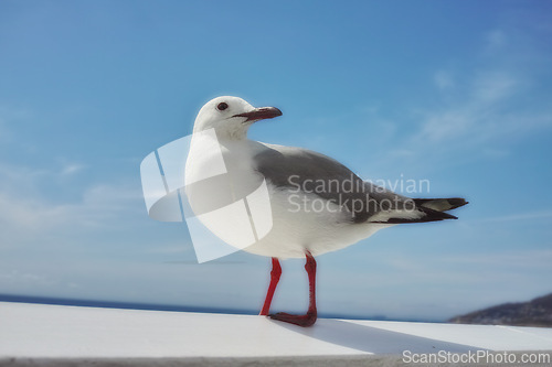 Image of Bird, sky and nature with summer, sea and wildlife for ornithology and birdwatching. Hartlaub gull, closeup and animal with feather, wings and rest in habitat outdoor for food and south africa fauna