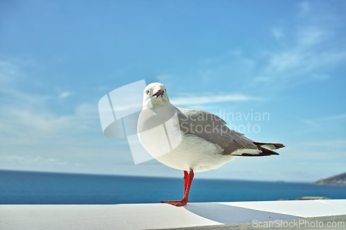 Image of Seagull, walll and ocean environment or fowl wildlife at coastal sea habitat for relax, calm or sitting. Bird, feathers and outside in South Africa or animal with wings in summer, perched or water